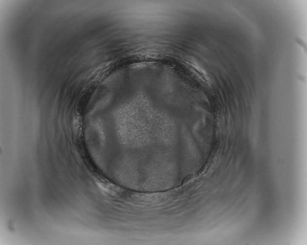 X0000096470029200802141708