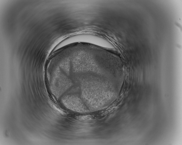 X0000096470100200802141707