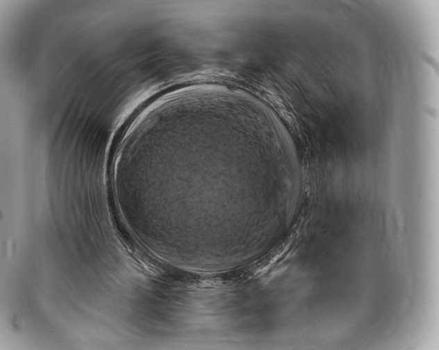 X0000096470196200802141706