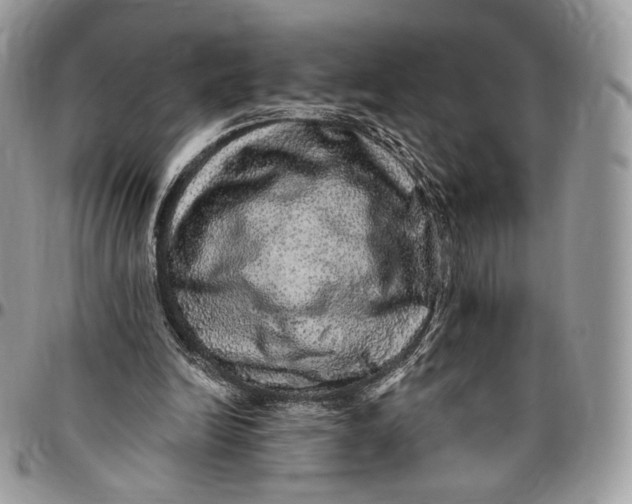 X0000096470246200802141704