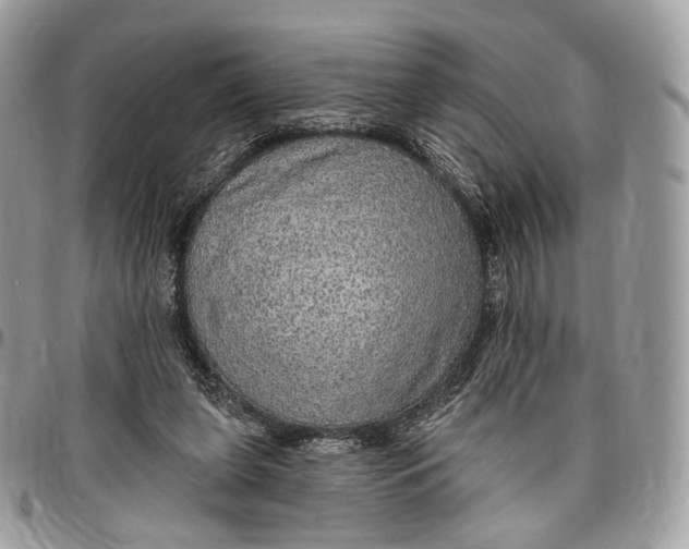 X0000096470255200802141705