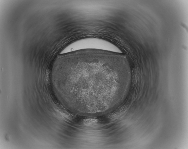 X0000096470266200802141705