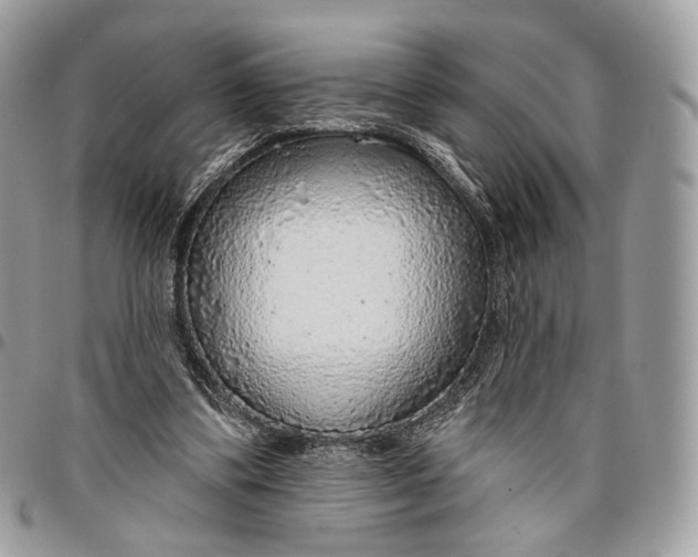 X0000096470299200802141704