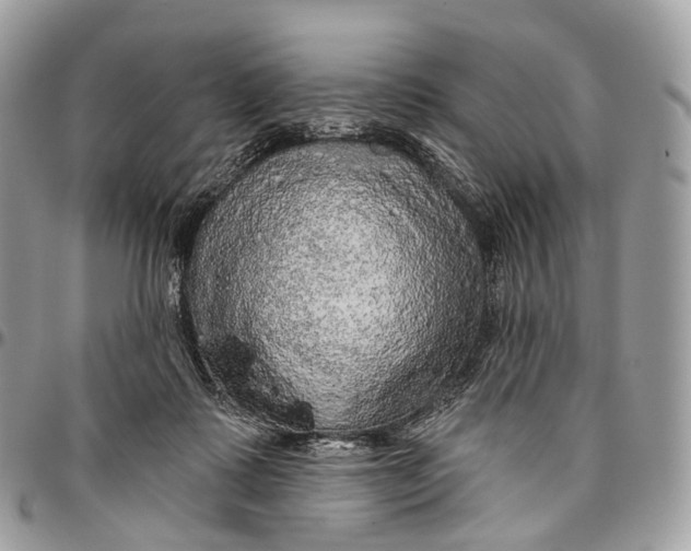 X0000096470315200802141704