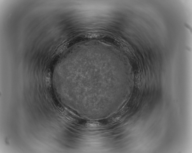 X0000096470510200802141701