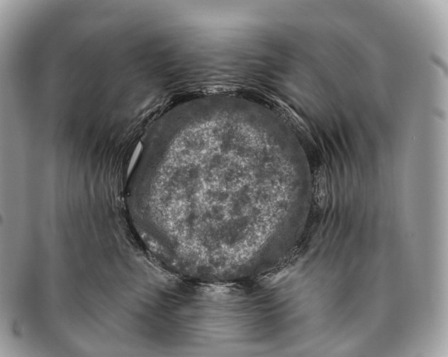 X0000096470523200802141701