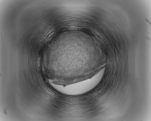 X0000096470554200802141701