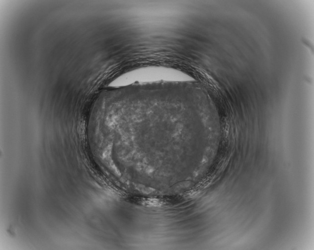 X0000096470565200802141701