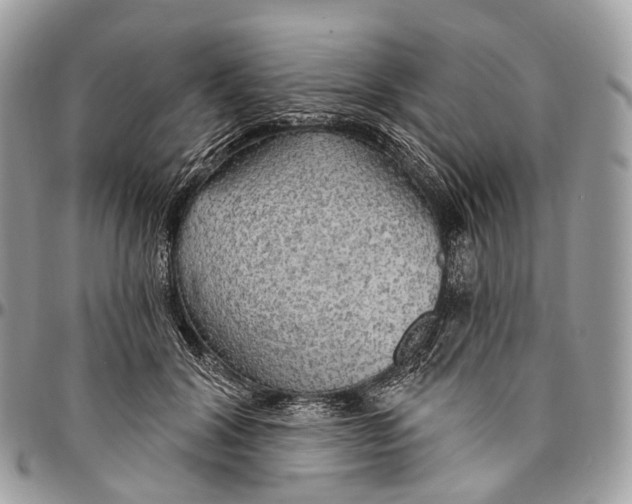 X0000096470604200802141700