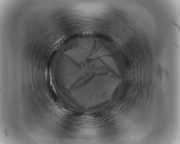 X0000096470648200802141659