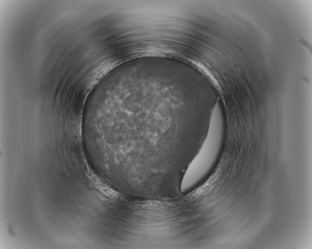 X0000096470938200802141654