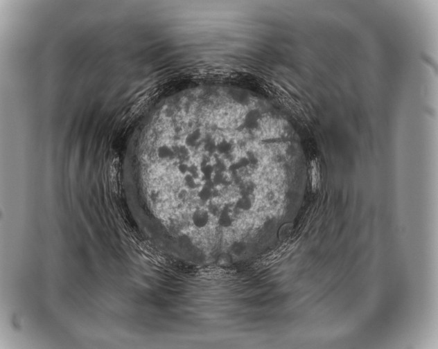 X0000096471059200802141652