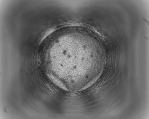 X0000096471255200802141649