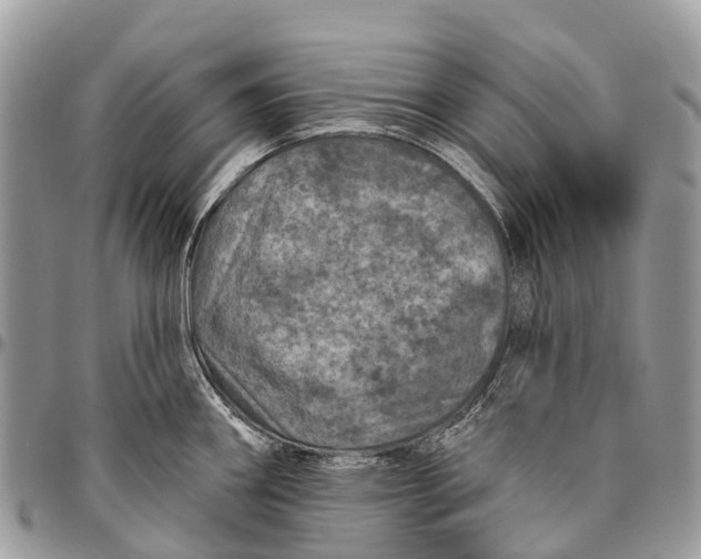 X0000096471290200802141649