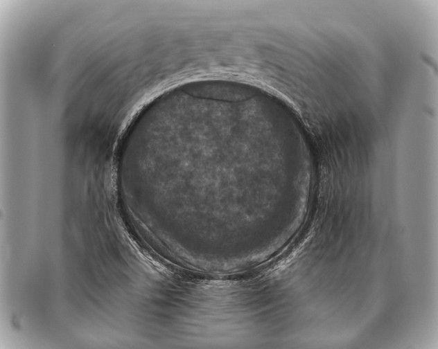 X0000096471506200802141645