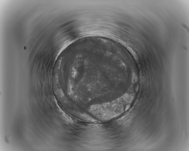 X0000096471529200802141646