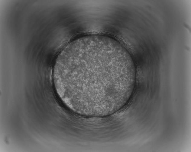 X0000096470024200802211201