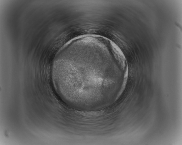 X0000096470030200802211201