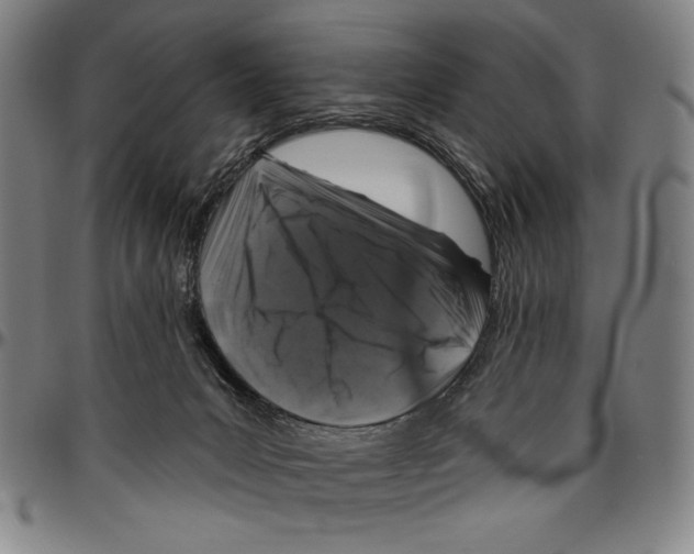 X0000096470031200802211201