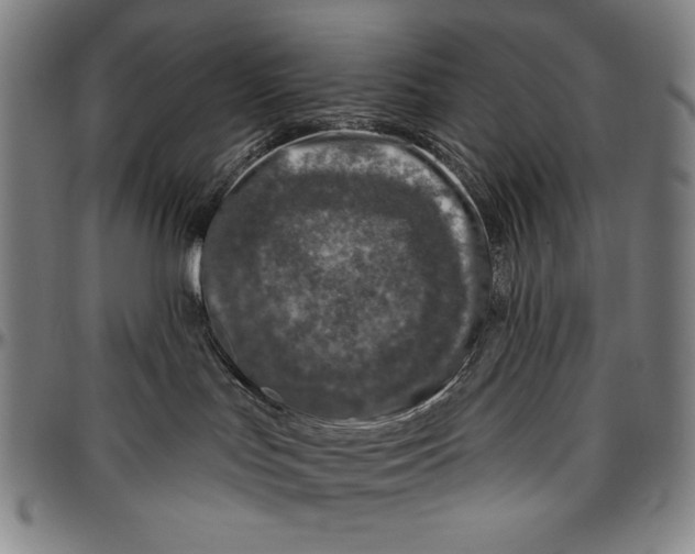 X0000096470047200802211201