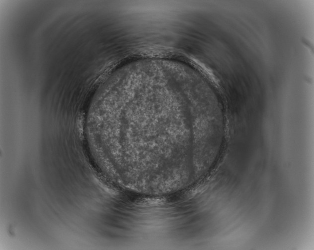 X0000096470065200802211200