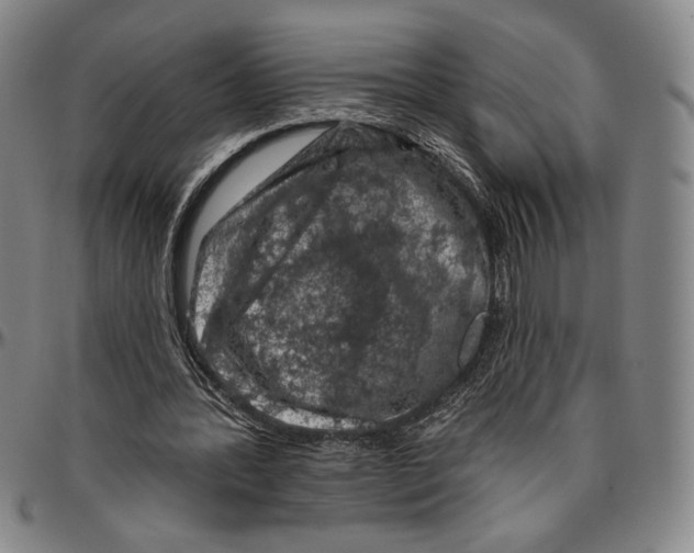 X0000096470388200802211155