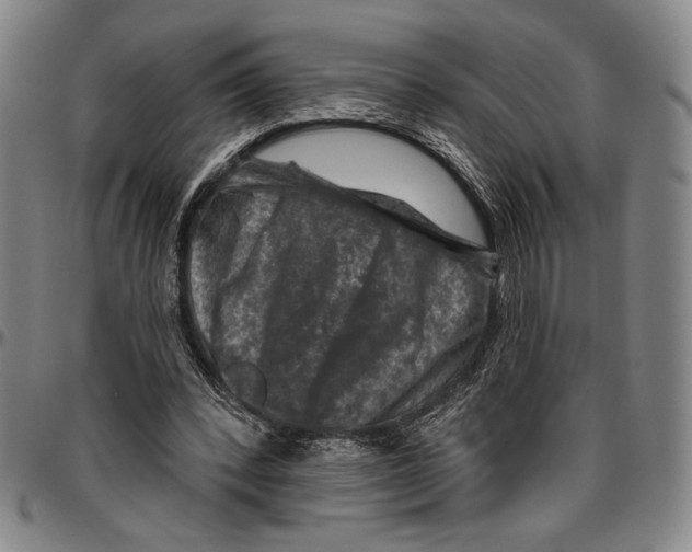X0000096470392200802211155