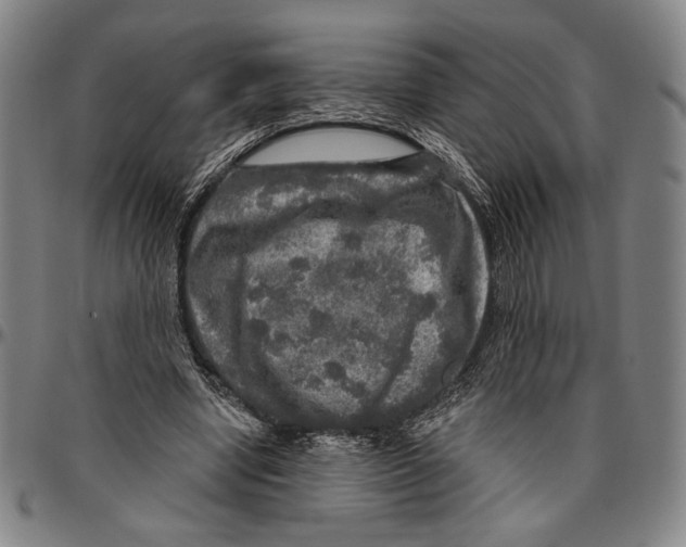 X0000096470442200802211154