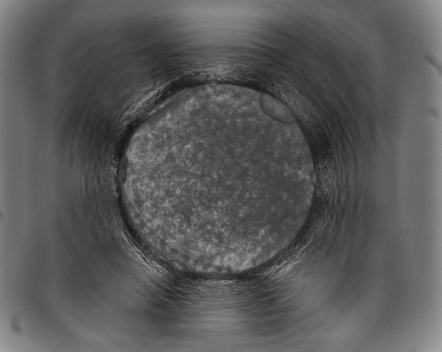 X0000096470450200802211154