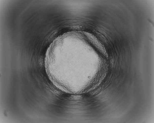 X0000096470665200802211152