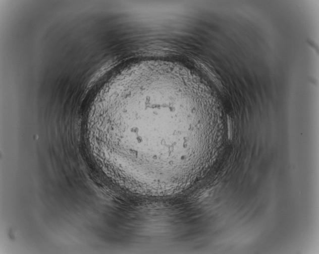 X0000096470675200802211151