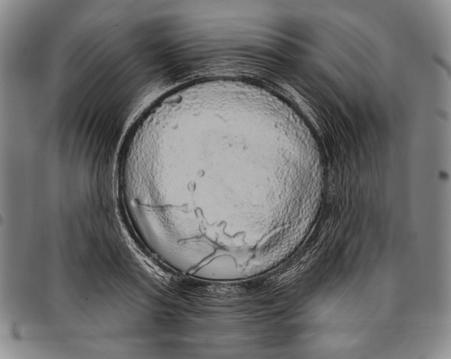 X0000096470795200802211149