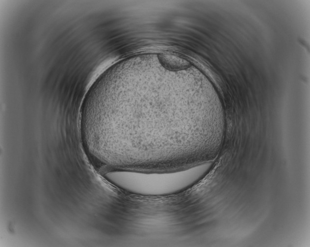 X0000096471050200802211146