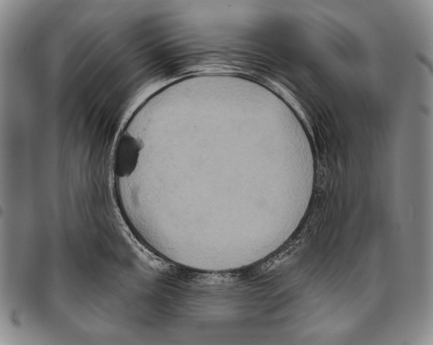 X0000096471195200802211142