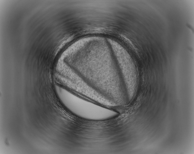 X0000096471218200802211142