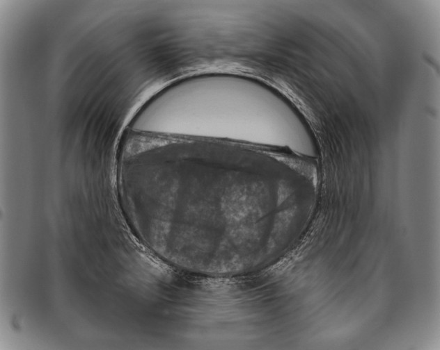 X0000096471232200802211142