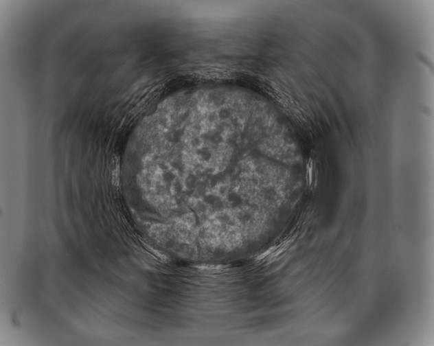 X0000096471251200802211142