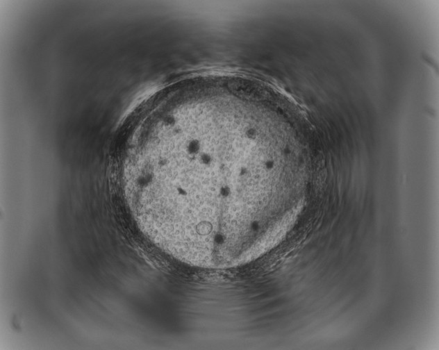 X0000096471255200802211141