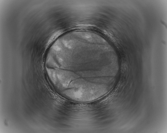 X0000096471362200802211140