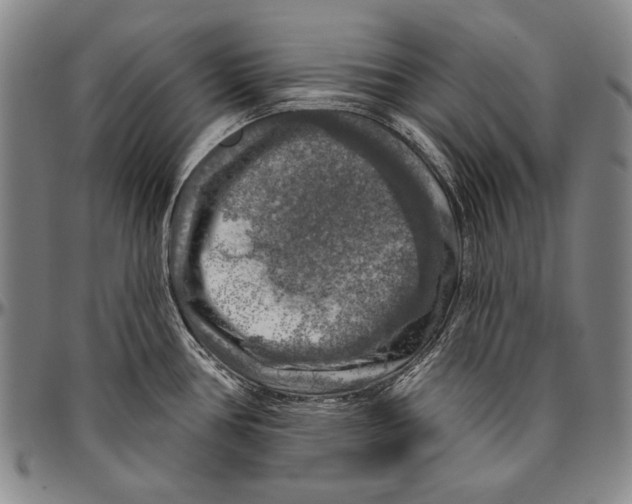 X0000096471386200802211139