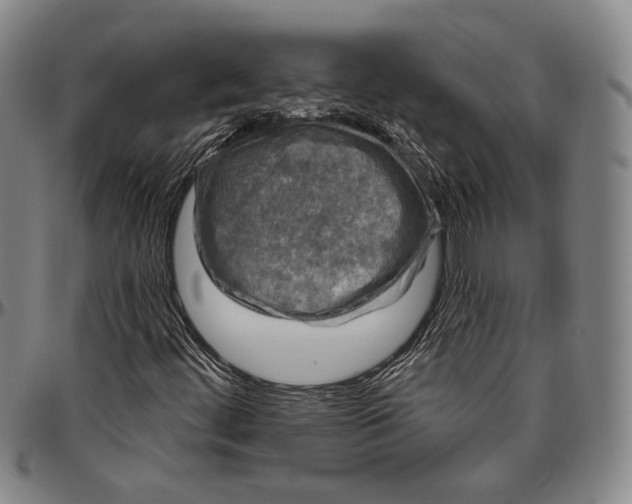 X0000096471444200802211139