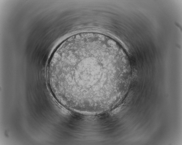 X0000096471514200802211138