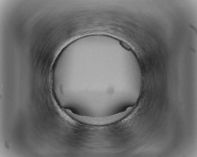 X0000096471526200802211138