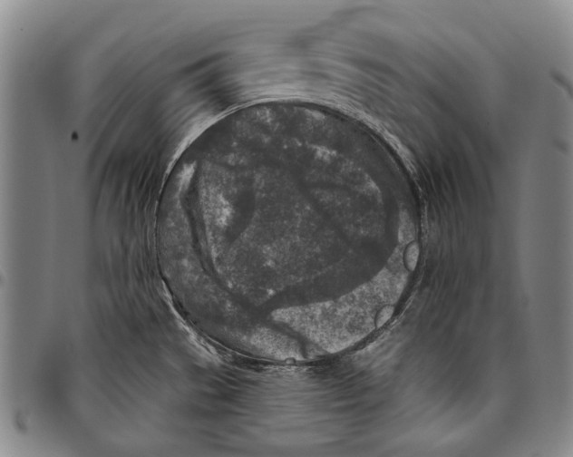 X0000096471529200802211138