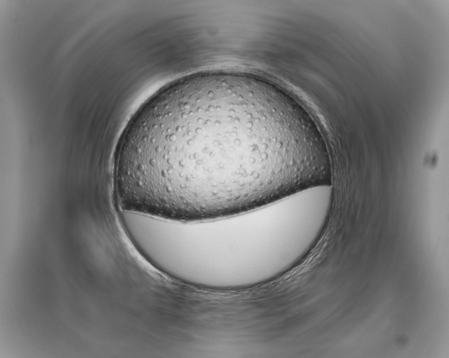 X0000096481479200801241135