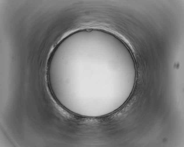 X0000096481525200801241135