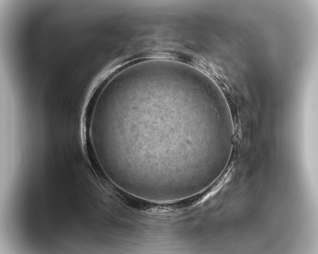 X0000096480294200801241450