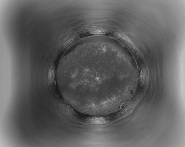 X0000096480322200801241449