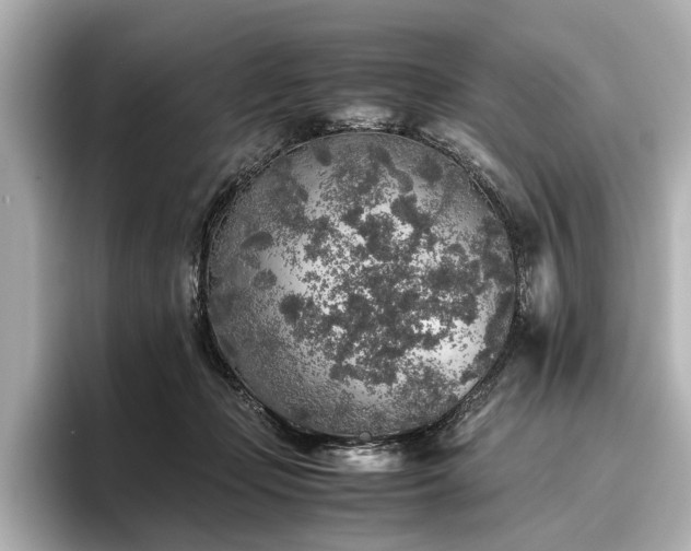 X0000096480365200801241449