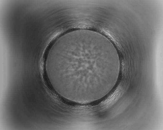 X0000096480679200801241445